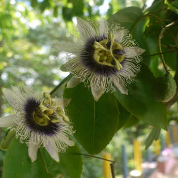 Passion fruit / Maracuja
