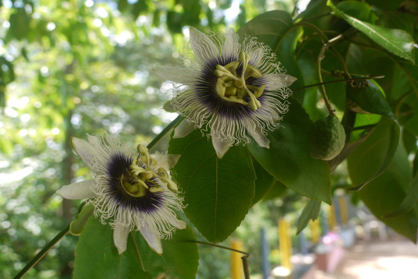 Passion fruit / Maracuja