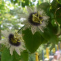 Passionsfrucht / Maracuja