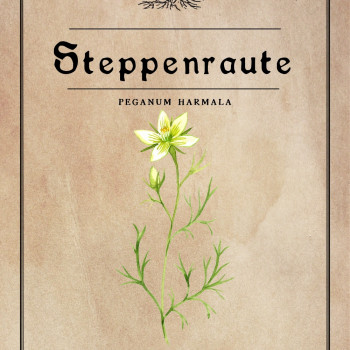 Steppenraute