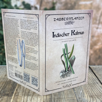 Indischer Kalmus