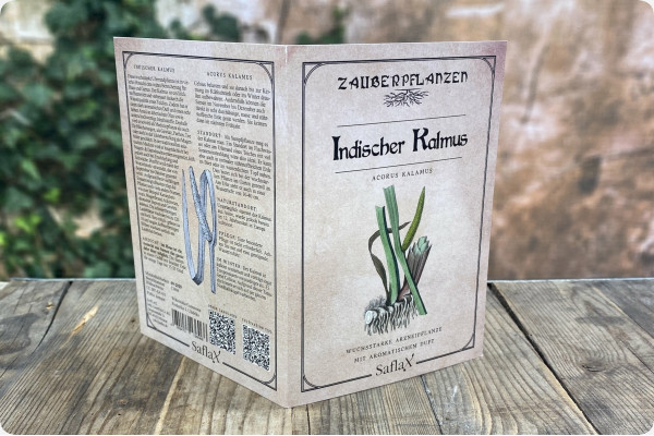 Indischer Kalmus
