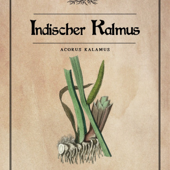 Indischer Kalmus