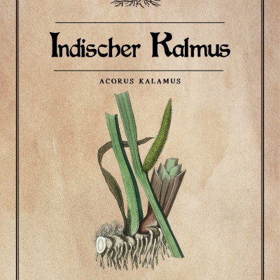 Indischer Kalmus