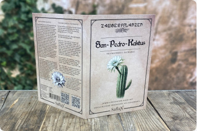 Cactus de San Pedro