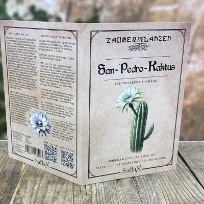 San Pedro cactus