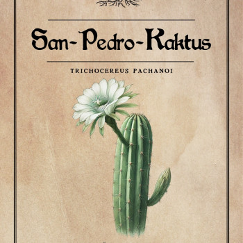 San Pedro Kaktus