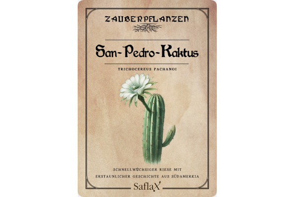 San Pedro cactus