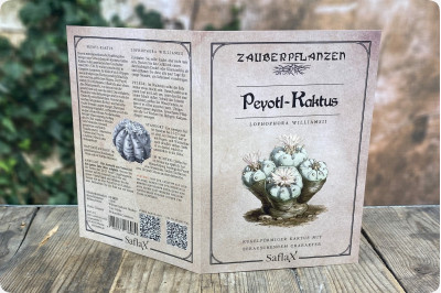 Cactus Peyotl
