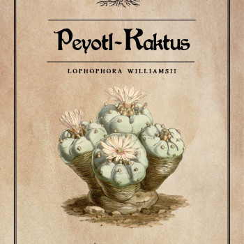 Peyote Kaktus Samen