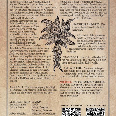 Gemeine Alraune