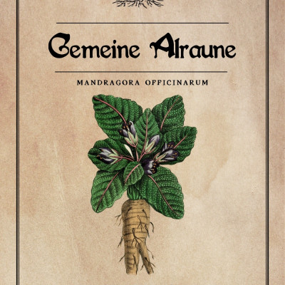 Gemeine Alraune