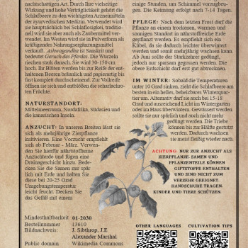 Schlafbeere