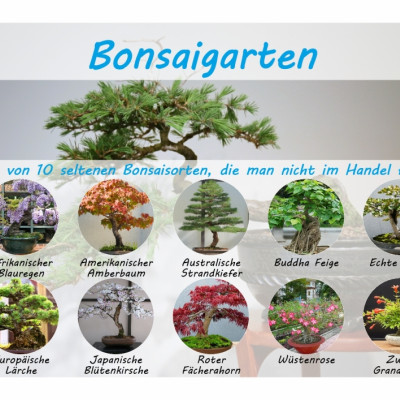 Bonsai garden - Seed set