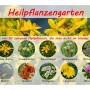 Medical plants garden - Seed set