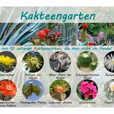 Cactus garden - Seed set