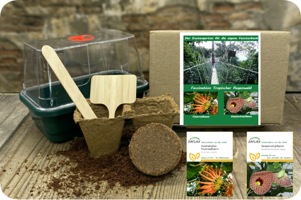Growing kit - Fascination Tropical Rainforest