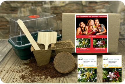 Anzuchtset - Ladies Night