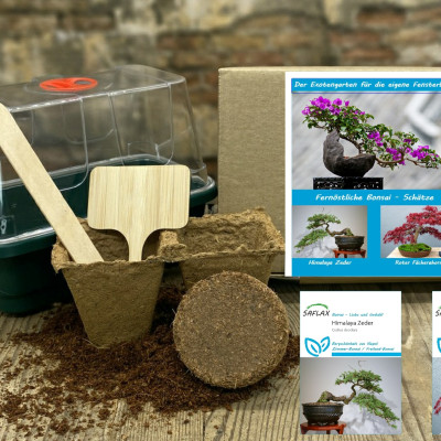 Growing kit - Far Eastern bonsai treasures