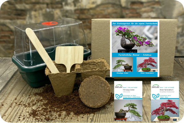 Growing kit - Far Eastern bonsai treasures