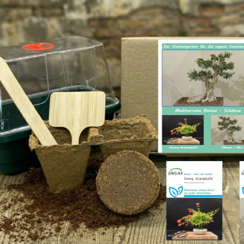 Anzuchtset - Mediterrane Bonsai-Schätze