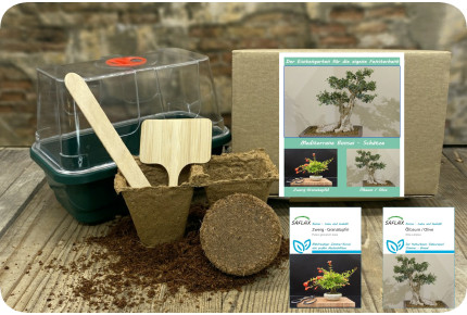 Growing kit - Mediterranean bonsai treasures