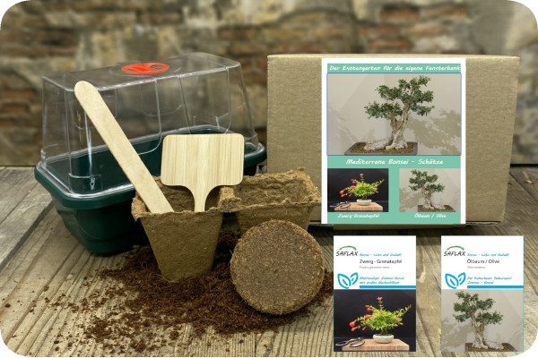 Anzuchtset - Mediterrane Bonsai-Schätze