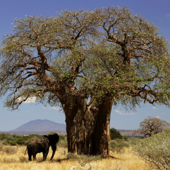 Afrikanischer Affenbrotbaum