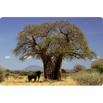 Afrikanischer Affenbrotbaum