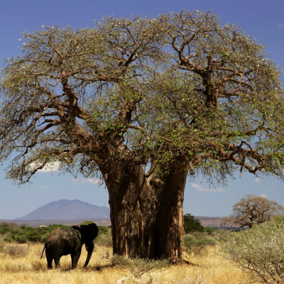 African baobab tree