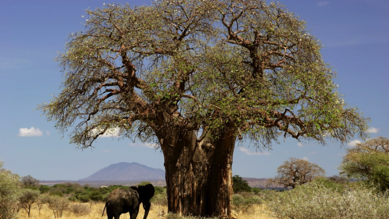 African baobab tree