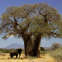 Afrikanischer Affenbrotbaum