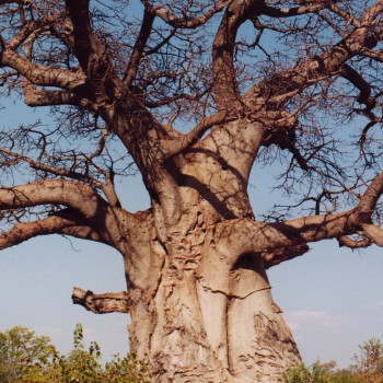 Afrikanischer Affenbrotbaum
