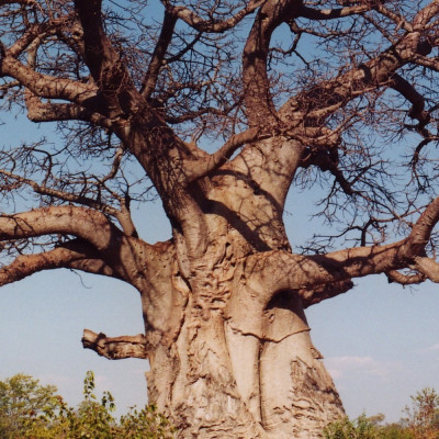 African baobab tree
