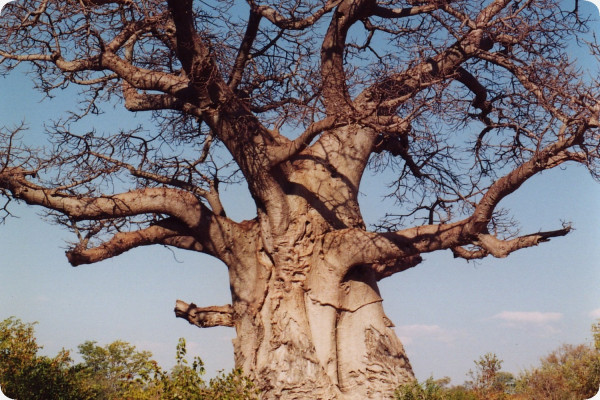 African baobab tree