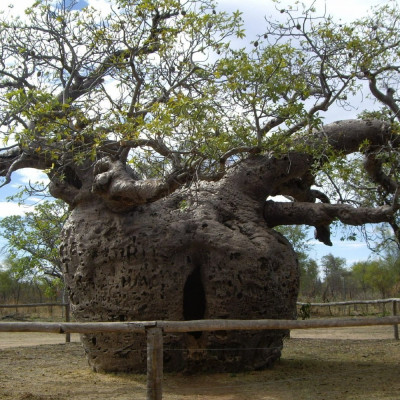 African baobab tree