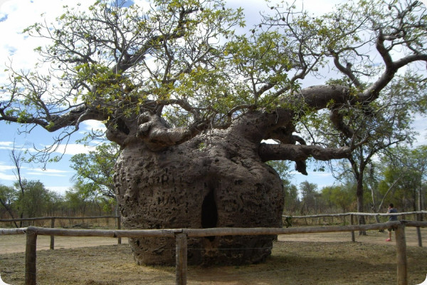 African baobab tree