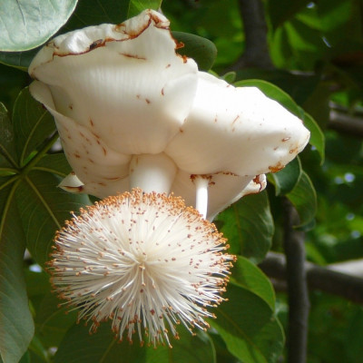 African baobab tree
