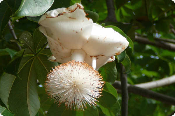 African baobab tree