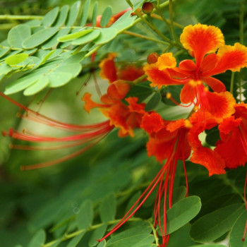 Peacock bush / Pride of Barbados