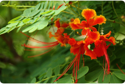 Pfauenstrauch / Stolz von Barbados