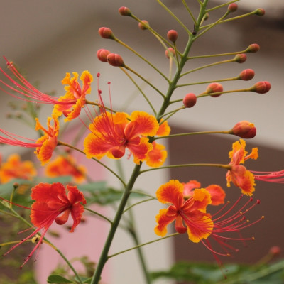 Peacock bush / Pride of Barbados