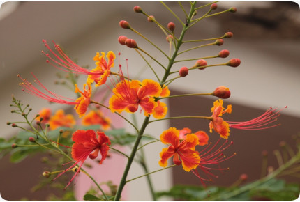 Peacock Bush / Pride of Barbados