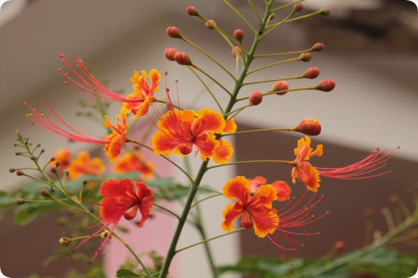 Peacock bush / Pride of Barbados