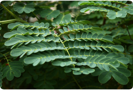 Peacock Bush / Pride of Barbados