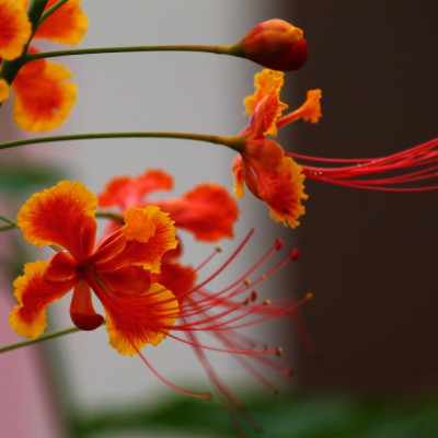 Peacock bush / Pride of Barbados