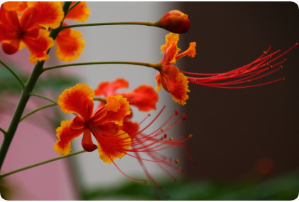 Peacock Bush / Pride of Barbados