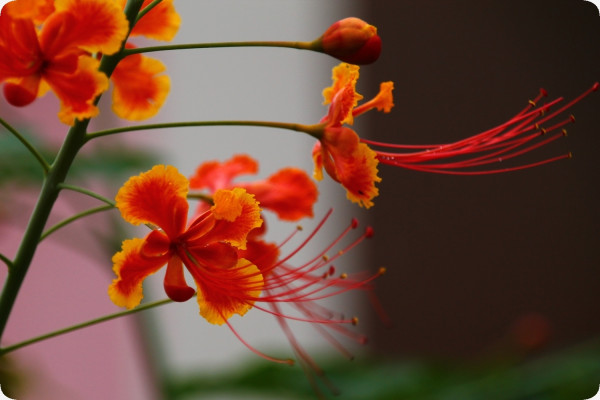 Peacock bush / Pride of Barbados