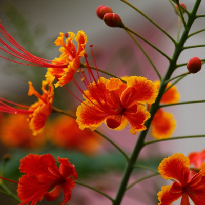 Peacock bush / Pride of Barbados