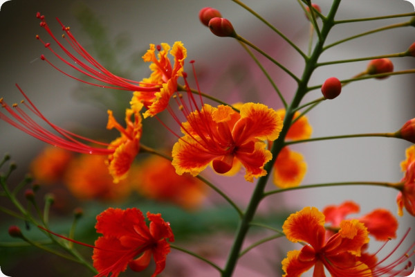 Peacock bush / Pride of Barbados